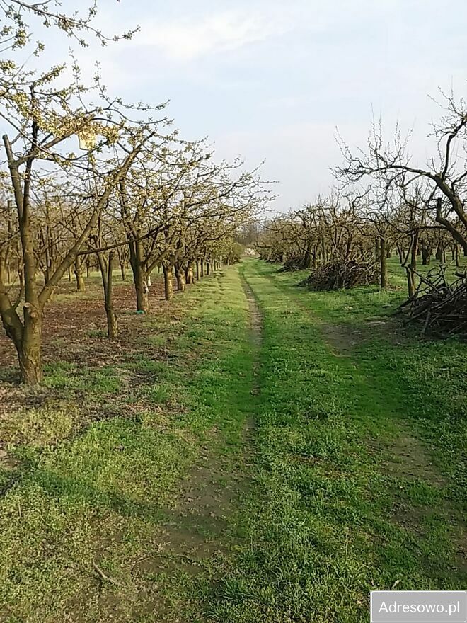 Działka rolna Krępa. Zdjęcie 3