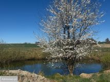 bliźniak, 2 pokoje Ząbrowiec. Zdjęcie 2