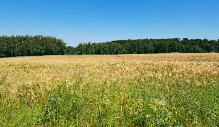 Działka budowlana Łazy