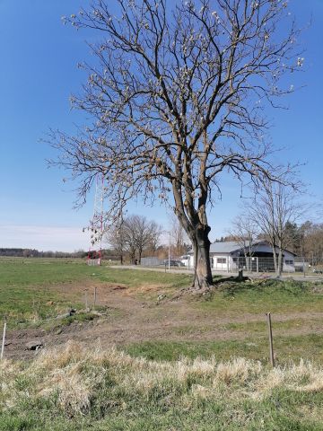 Działka budowlana Stegna, ul. Sportowa. Zdjęcie 1