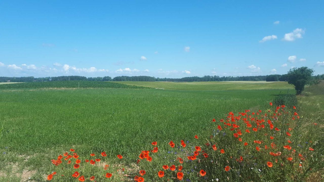 Działka rolno-budowlana Kleszczewo. Zdjęcie 6