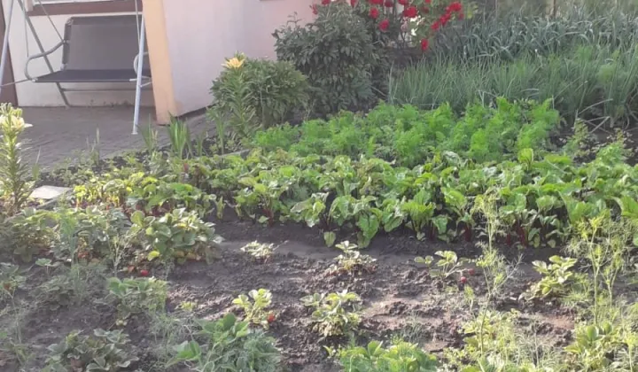 Działka rod Człuchów, ul. Koszalińska