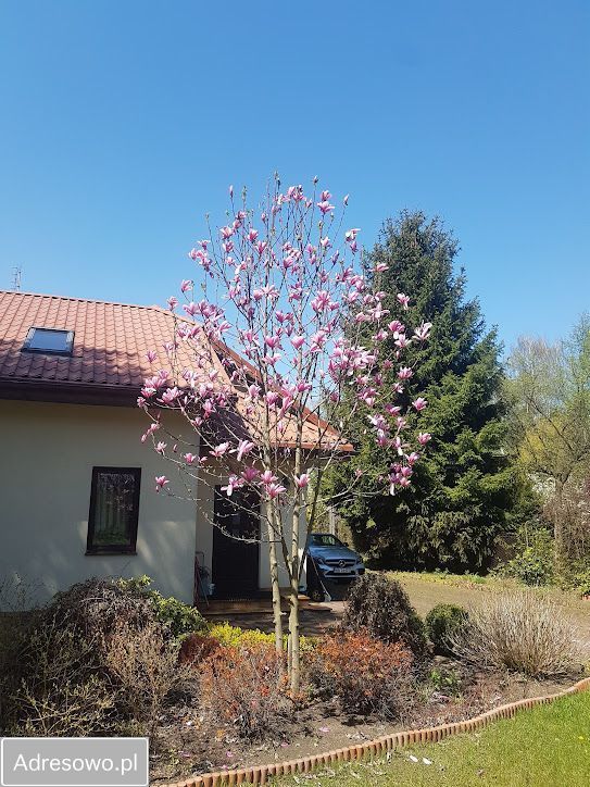 dom wolnostojący, 5 pokoi Jadwisin. Zdjęcie 18