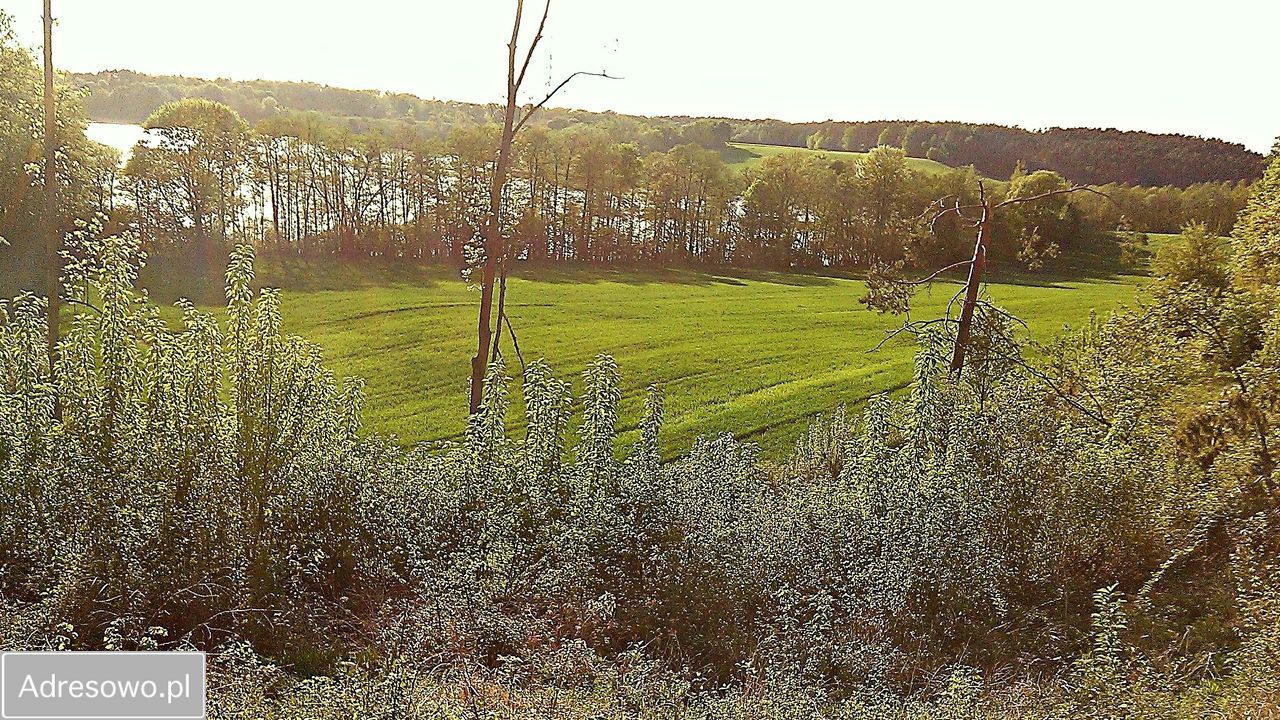 Działka siedliskowa Sieraków. Zdjęcie 11