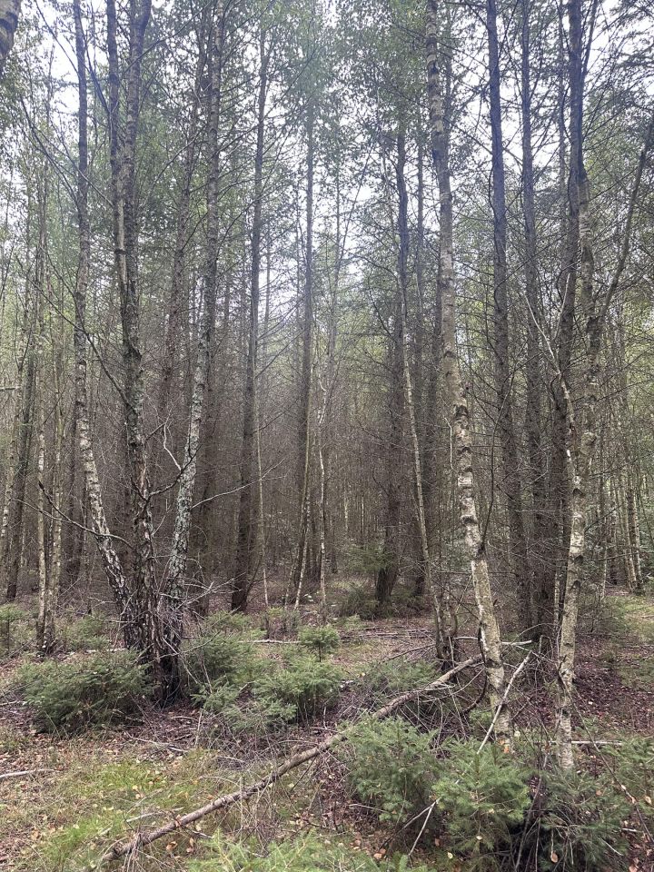 Działka leśna Łętowo. Zdjęcie 4