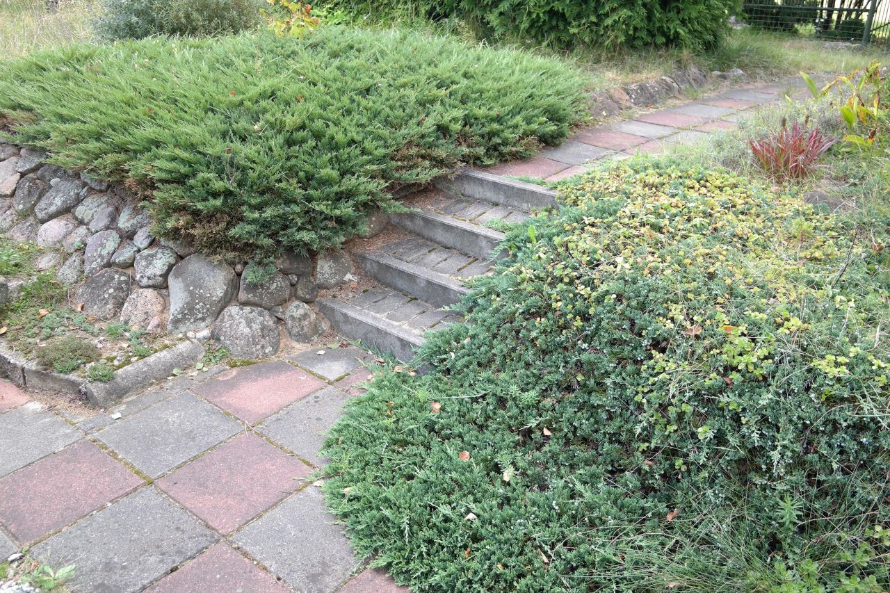 Działka rod Niewodnica Kościelna, ul. Działkowców. Zdjęcie 49