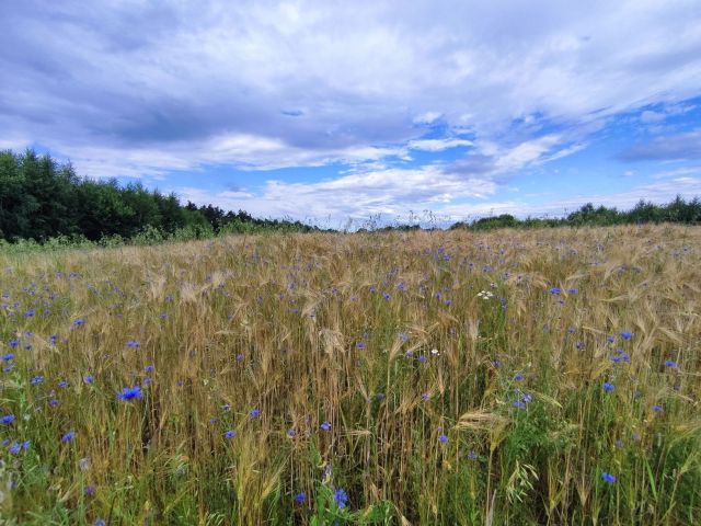 Działka rolno-budowlana Skała, ul. Rzeźnicza. Zdjęcie 1