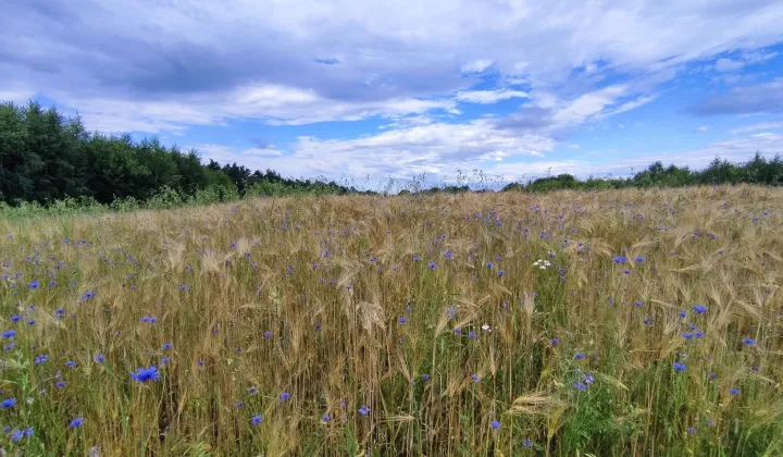 Działka rolno-budowlana Skała, ul. Rzeźnicza
