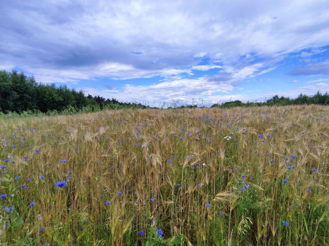 Działka rolno-budowlana Skała, ul. Rzeźnicza. Zdjęcie 1