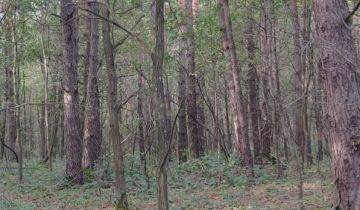 Działka leśna Biszcza