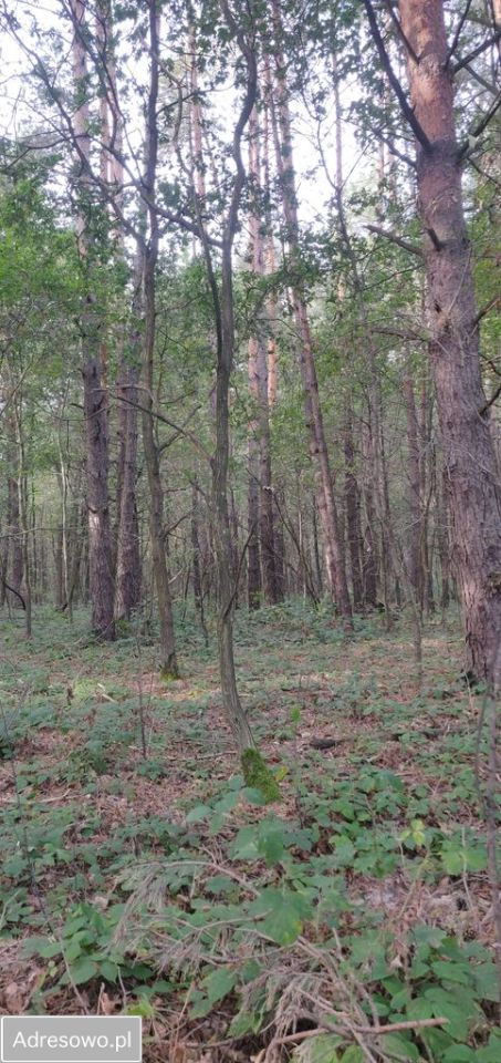 Działka leśna Biszcza. Zdjęcie 2