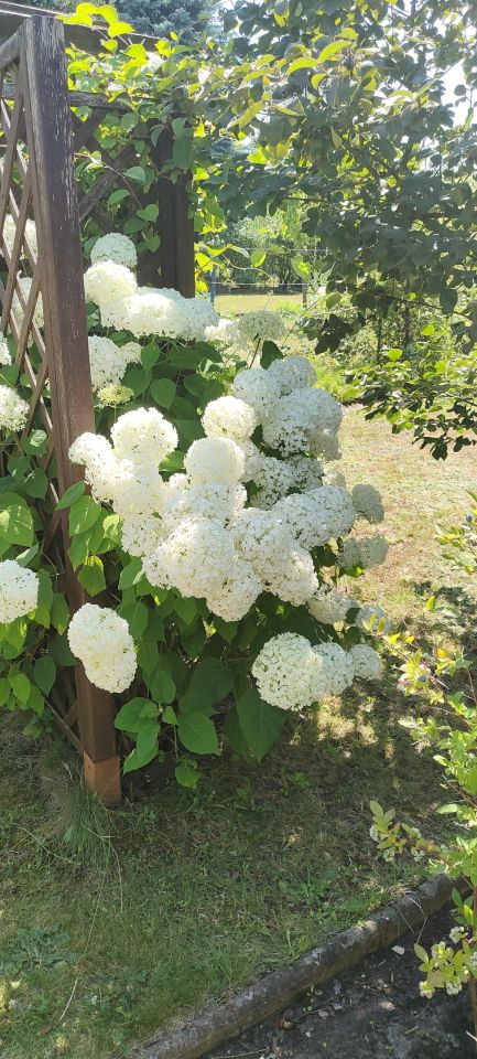 Działka rod Świątniczki, Jarosławska. Zdjęcie 11