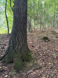 Działka leśna Konieczkowa. Zdjęcie 3