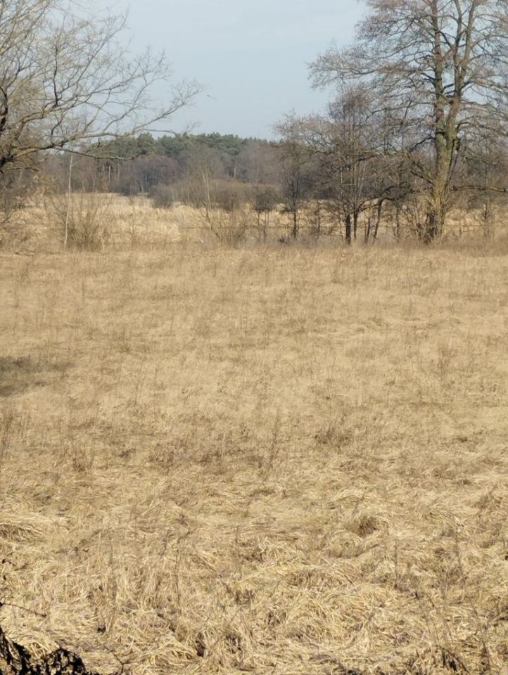 Działka rolna Kalinowo. Zdjęcie 2