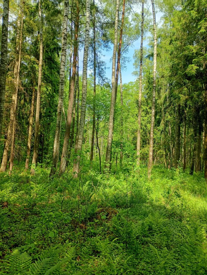 Działka rolna Płonne. Zdjęcie 5