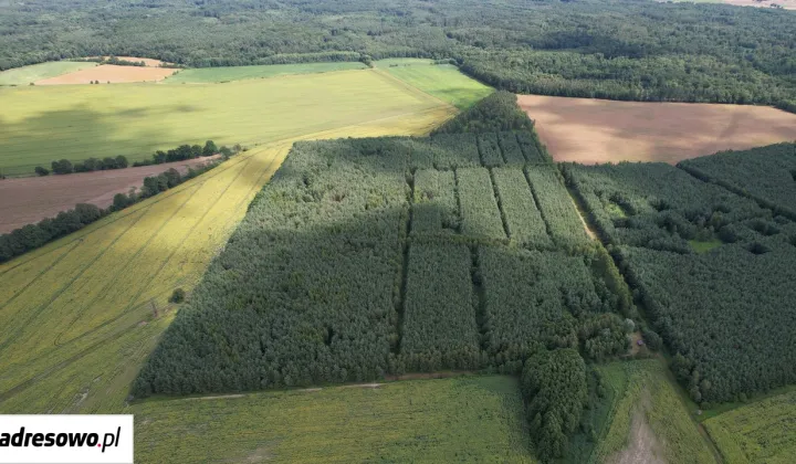 Działka leśna Raciszów