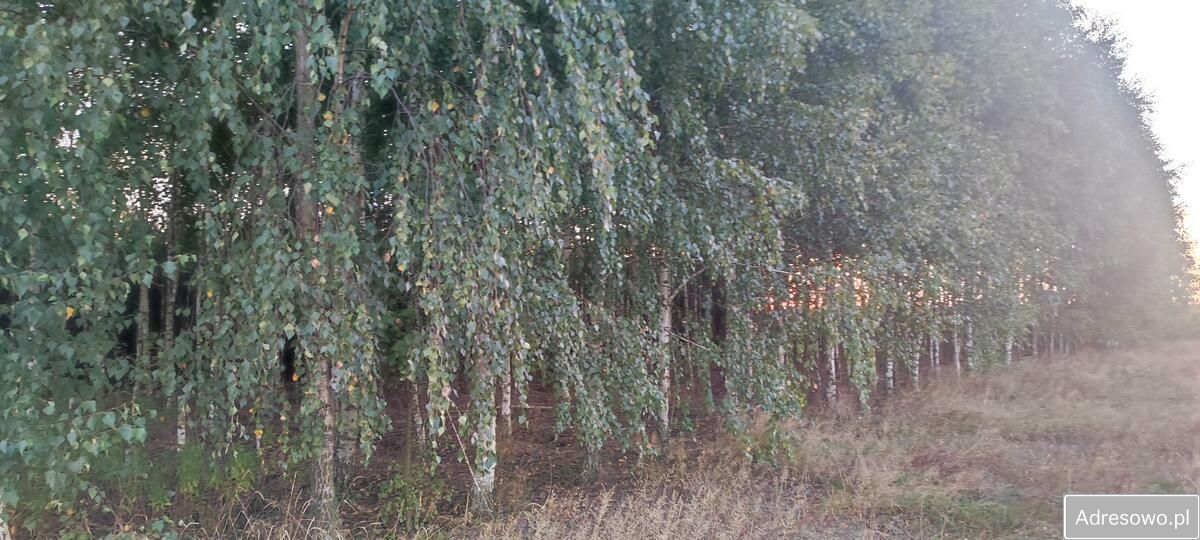 Działka siedliskowa Rosy. Zdjęcie 8