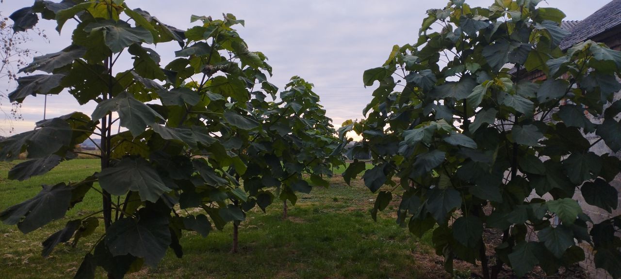 dom wolnostojący, 4 pokoje Czernięcin Poduchowny. Zdjęcie 32
