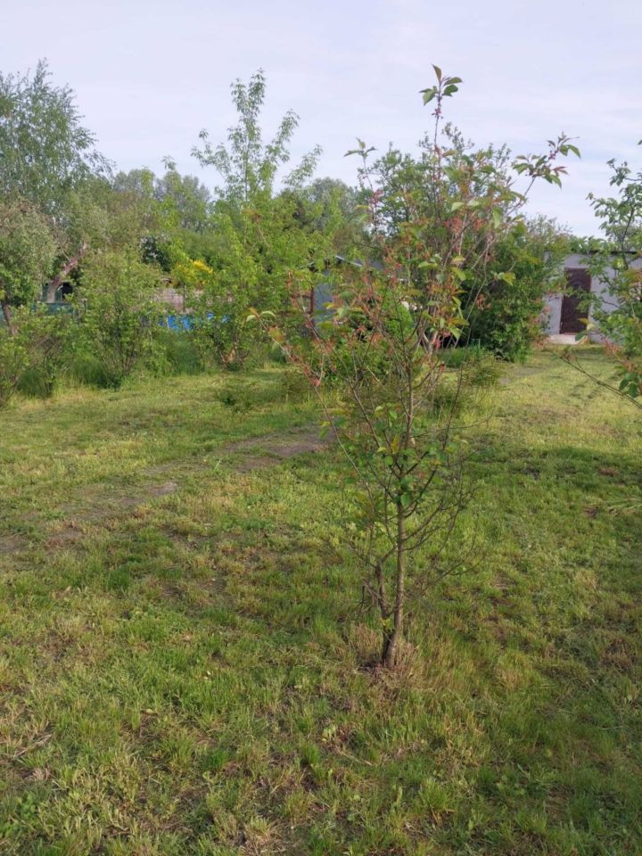 Działka rod Wrocław Krzyki, ul. Wilcza. Zdjęcie 7