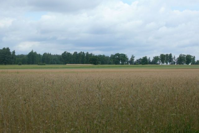 Działka rolna Ossowice. Zdjęcie 1