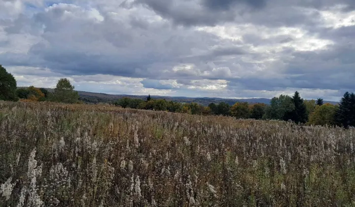 Działka rolna Średnia