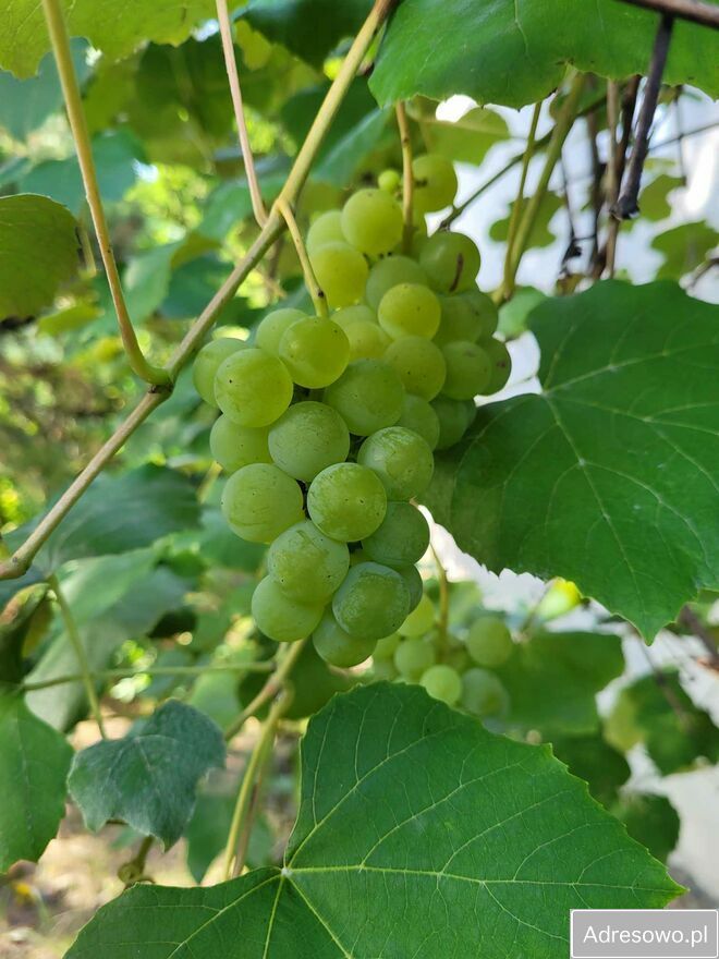 Działka rod Poznań Stare Miasto, ul. Wrzesińska. Zdjęcie 2