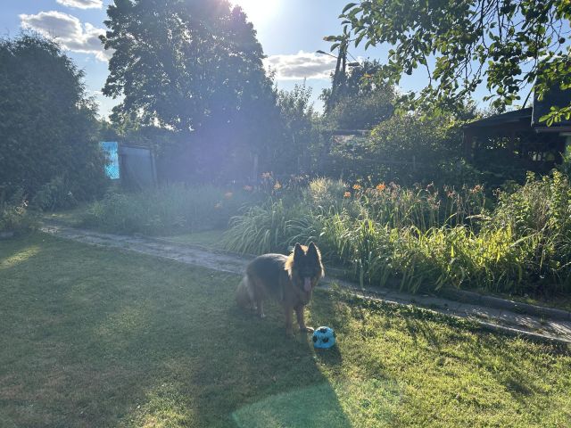 Działka rod Zabrze Grzybowice, ul. Traktorzystów. Zdjęcie 1