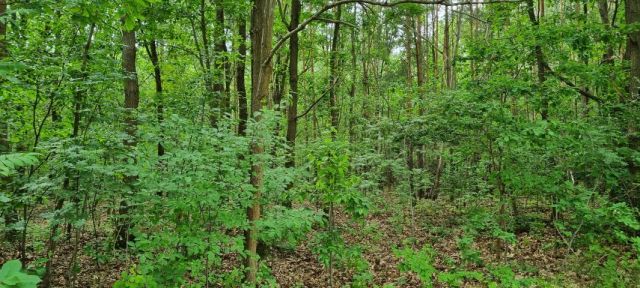 Działka budowlana Rozalin. Zdjęcie 5