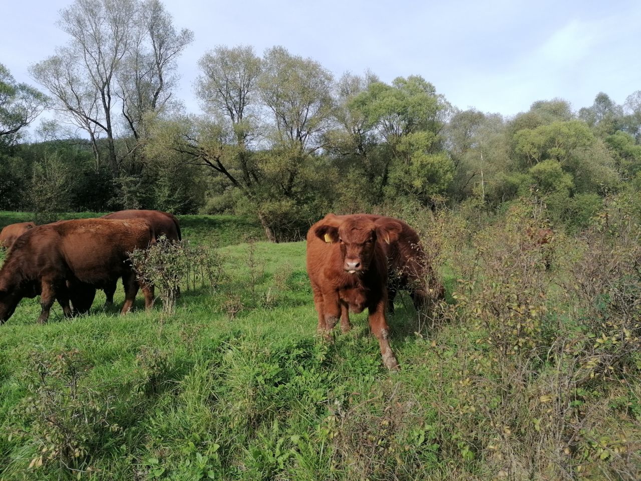 Działka rekreacyjna Rybotycze. Zdjęcie 26