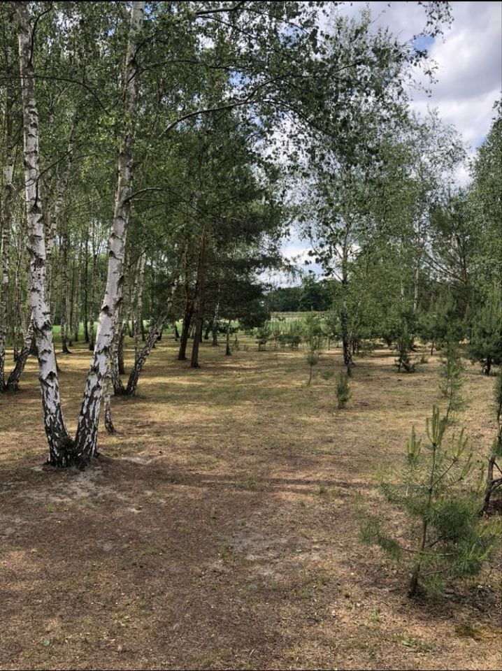 Działka rolno-budowlana Nowy Lubusz. Zdjęcie 1