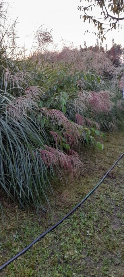 Działka rod Sieraków. Zdjęcie 6