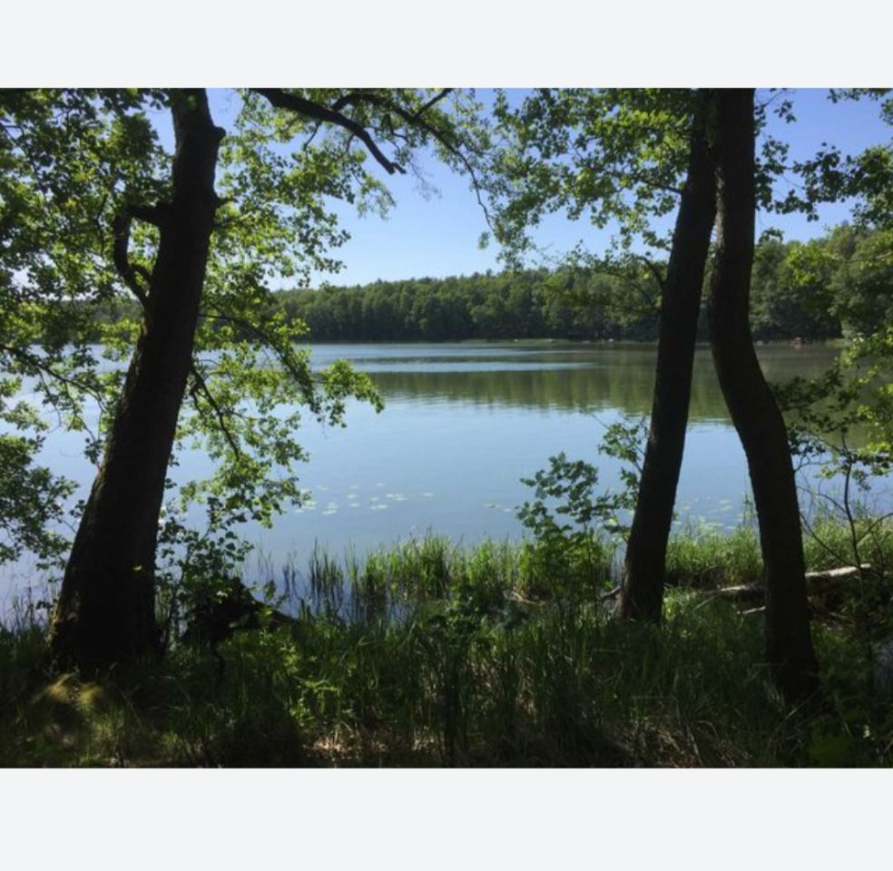 Działka rolno-budowlana Grzybowo. Zdjęcie 6