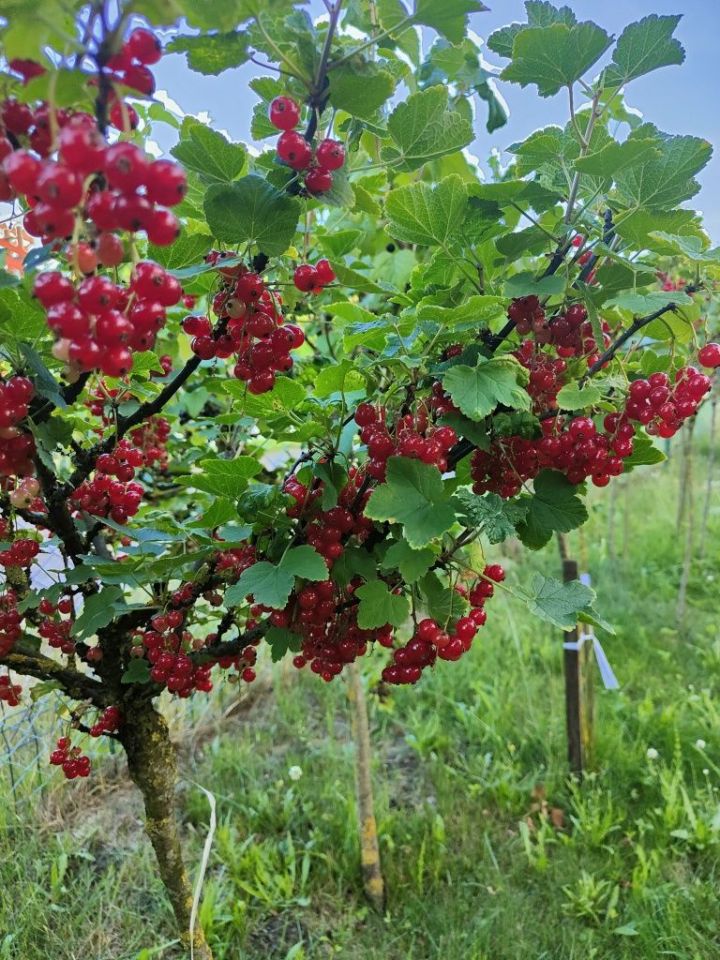 Działka rod Szczecin Krzekowo. Zdjęcie 6