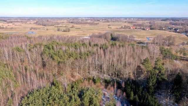 Działka leśna Grzegorze. Zdjęcie 12