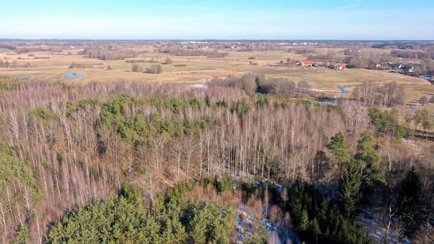 Działka leśna Grzegorze. Zdjęcie 12