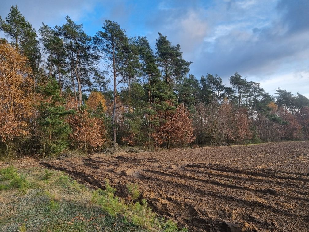 Działka leśna Omięciny. Zdjęcie 8