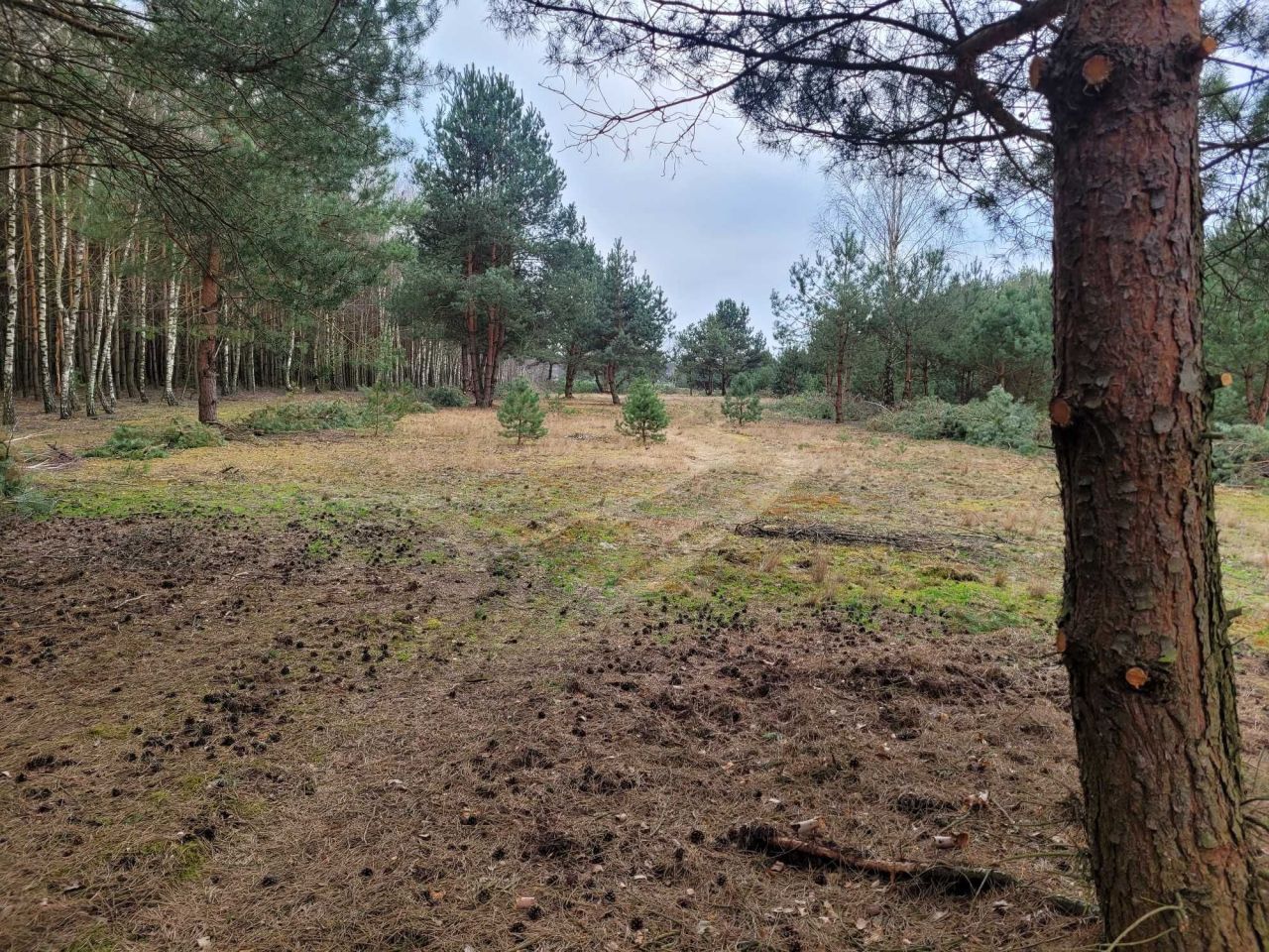 Działka rolno-budowlana Jesionka. Zdjęcie 8