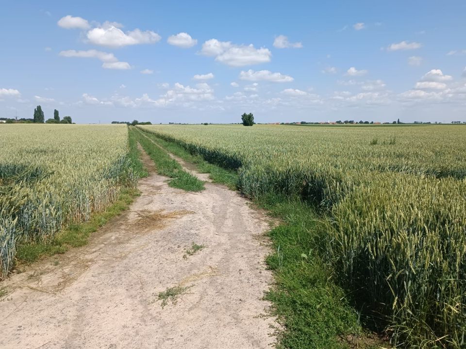 Działka rolno-budowlana Budziszów Wielki. Zdjęcie 3