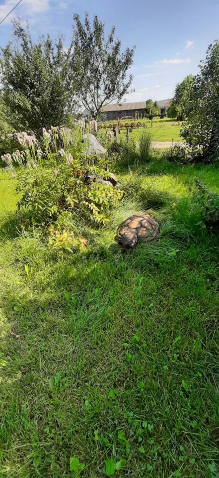 dom wolnostojący, 2 pokoje Wasiły-Zygny. Zdjęcie 9