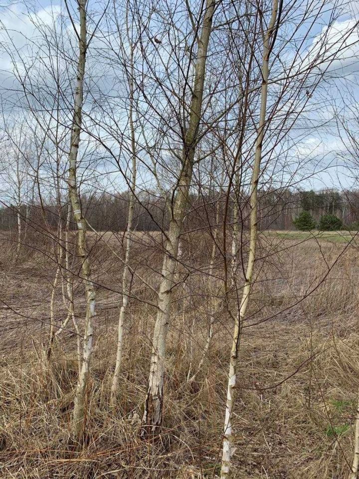 Działka budowlana Skoroszów, ul. Leśna. Zdjęcie 7