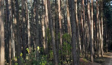 Działka leśna Kaczynek