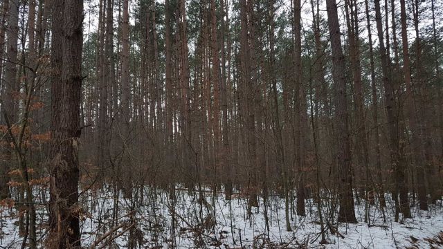 Działka leśna Bondyrz. Zdjęcie 1