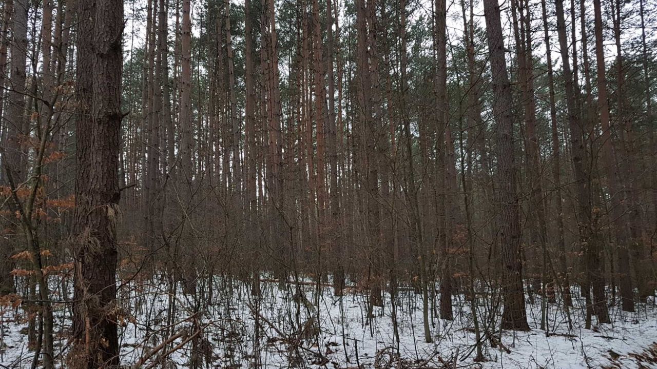 Działka leśna Bondyrz