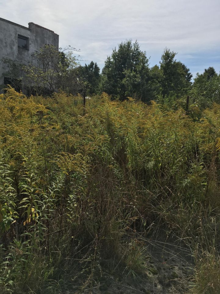 Działka budowlana Gołków Gołków-Cegielnia, ul. Gołkowska. Zdjęcie 11