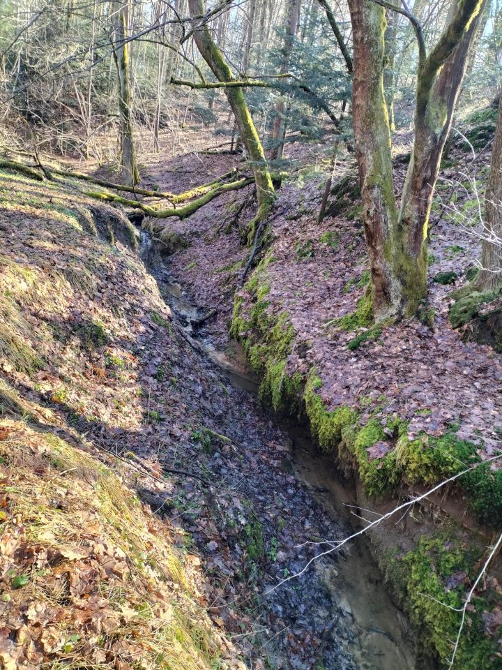 Działka leśna Brzezowa. Zdjęcie 13