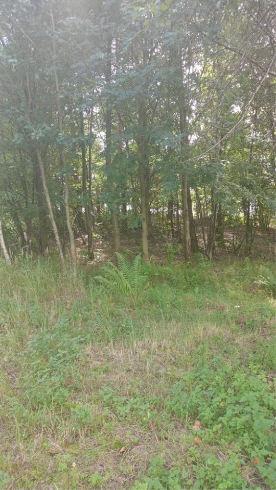 Działka rolno-budowlana Głuchówek. Zdjęcie 2