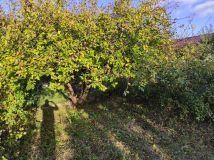 Działka rod Gdynia Mały Kack, ul. Spokojna. Zdjęcie 3