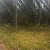 Działka leśna Bór. Zdjęcie 2
