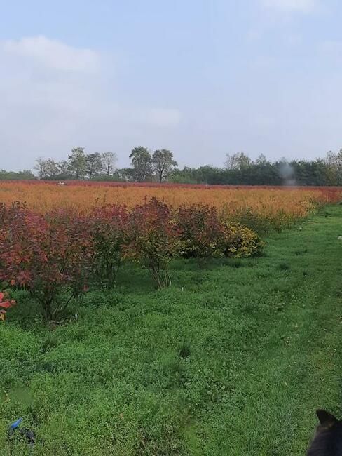 Działka rolno-budowlana Sierzchowy. Zdjęcie 8