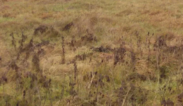 Działka rolna Szczecin Wielgowo